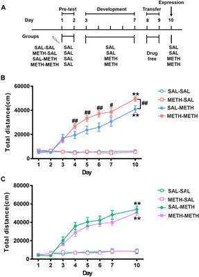 Maternal Methamphetamine Exposure Influences Behavioral Sensitization and Nucleus Accumbens DNA Methylation in Subsequent Generation